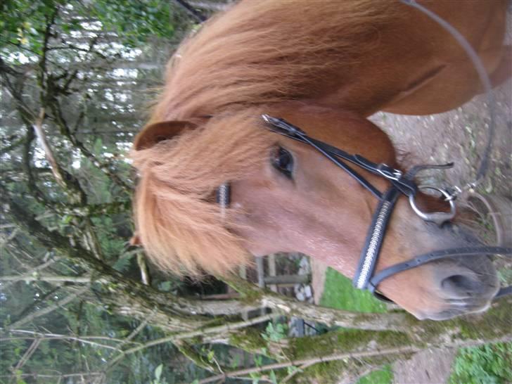 Islænder skjöldur R.I.P :(  billede 13