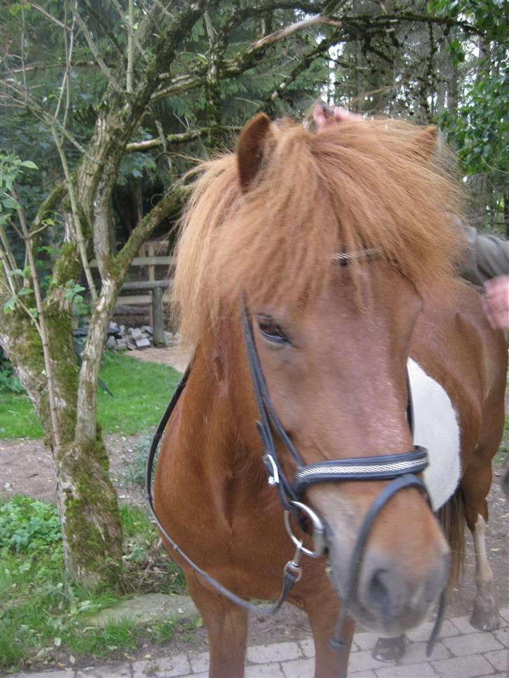 Islænder skjöldur R.I.P :(  billede 14