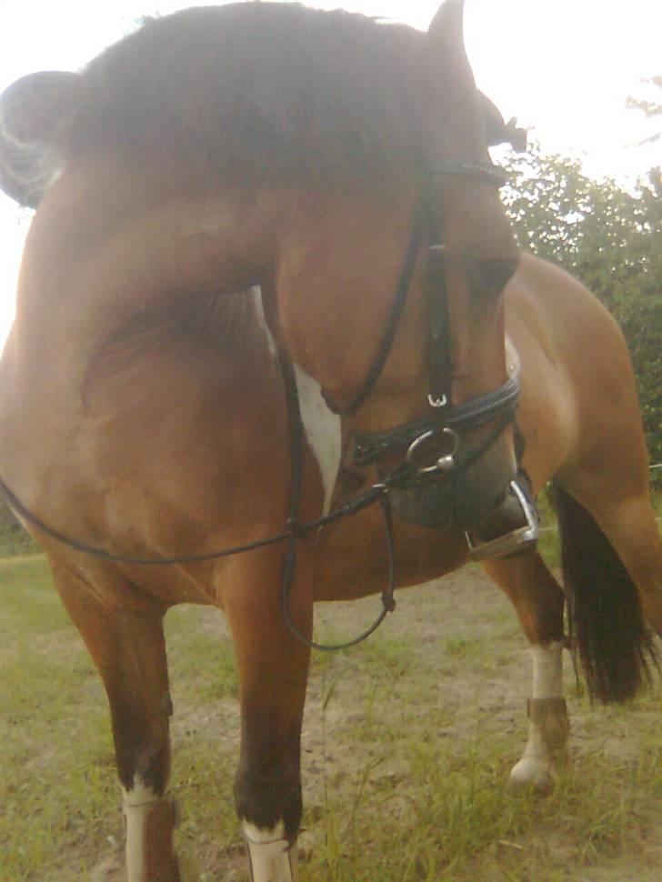 Anden særlig race Victoria - Én af de mange sjove ting ved Victoria, er, at når vi holder stille og jeg lader tøjlerne hænge ned, vil hun hele tiden snuse til mine fødder ;-). billede 12