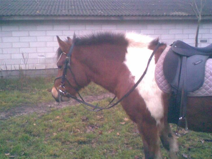 Anden særlig race Victoria billede 13