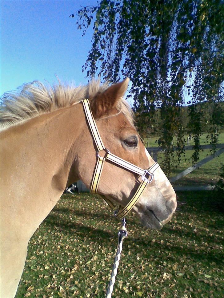 Haflinger Himmerlands Stoffer - Han er da bare for smuk!! :´) <3 er li blevet klippet :b billede 2