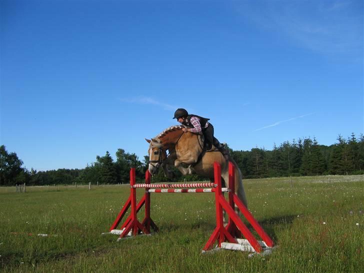 Haflinger Himmerlands Stoffer - Supermujsen <3   125cm :D billede 7