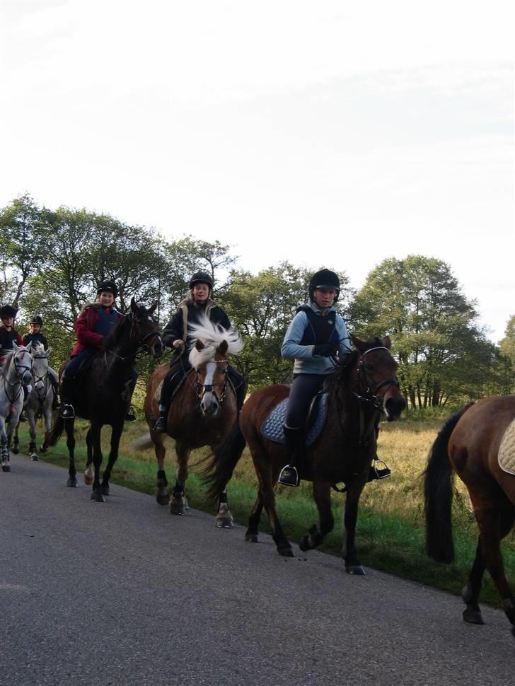 Haflinger Himmerlands Stoffer - Han er da kær!? :´) billede 8