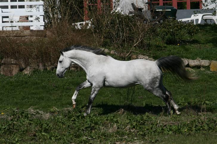 Trakehner Internet Firfod - Netti strækker ud i galoppen billede 1