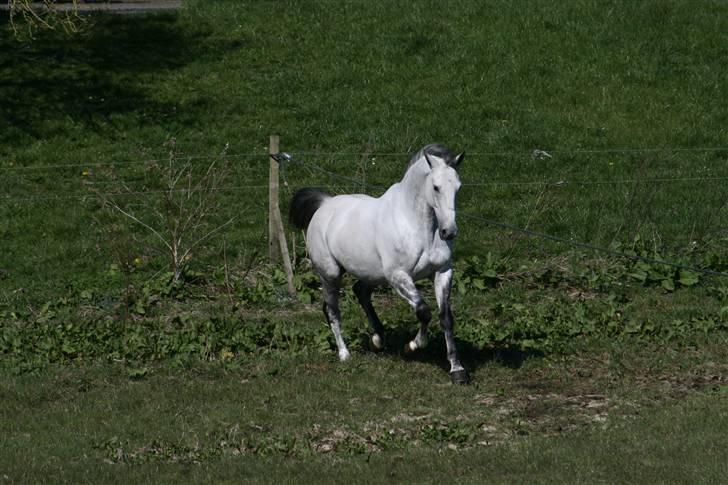Trakehner Internet Firfod - "Se hvor jeg kan vise mig"  billede 2