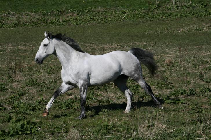 Trakehner Internet Firfod - Gallop i det fri - næsten ;) billede 3