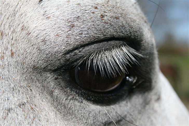 Trakehner Internet Firfod - Øjet er hestens spejl, bag det smukke øje, gemmer der sig et smukt sind og et godt væsen. Netti. billede 5