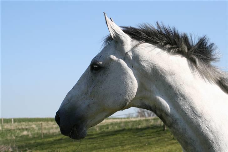 Trakehner Internet Firfod - Dejlig sommerdag, dejlig hest. billede 6