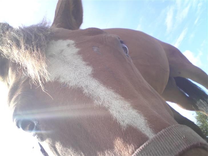 Anden særlig race Amiga  ¤¤ XPart ¤¤ R.I.P billede 14