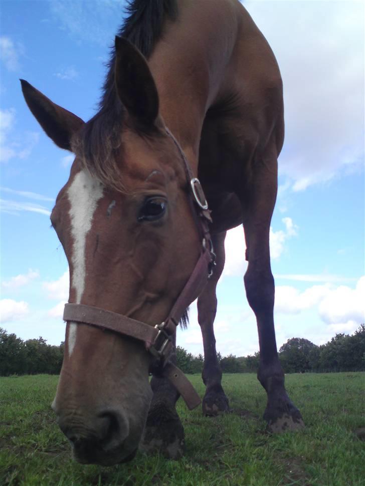 Anden særlig race Amiga  ¤¤ XPart ¤¤ R.I.P billede 15