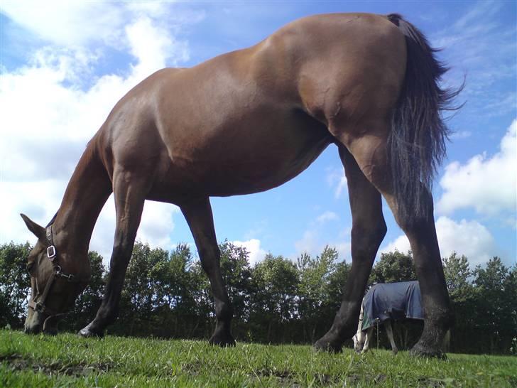 Anden særlig race Amiga  ¤¤ XPart ¤¤ R.I.P billede 16