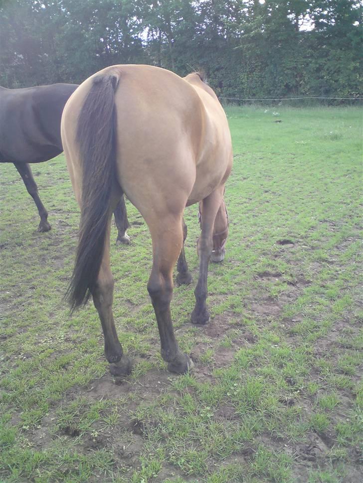 Anden særlig race Amiga  ¤¤ XPart ¤¤ R.I.P billede 17