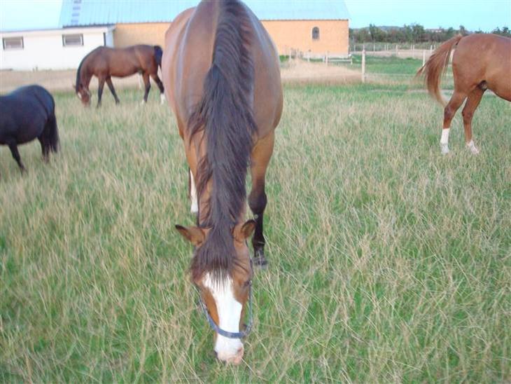 {{currentPhoto.altText}} billede {{currentPhoto.number}}