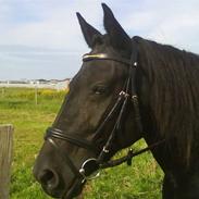 Merens de Cheval Beauty