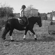 Merens de Cheval Beauty