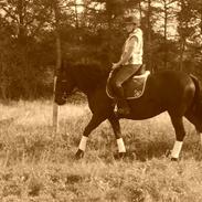 Merens de Cheval Beauty