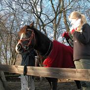 Welsh Pony af Cob-type (sec C) Alpina