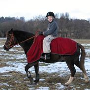 Welsh Pony af Cob-type (sec C) Alpina