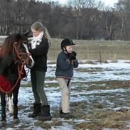 Welsh Pony af Cob-type (sec C) Alpina