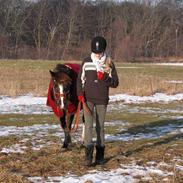 Welsh Pony af Cob-type (sec C) Alpina