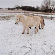 Anden særlig race Bellis