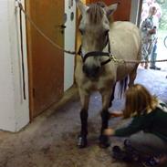 Anden særlig race Bellis