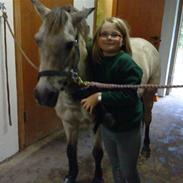 Anden særlig race Bellis