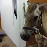 Anden særlig race Bellis