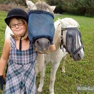 Anden særlig race Bellis