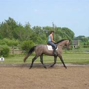 Dansk Varmblod Kirkelodgaards Chascha