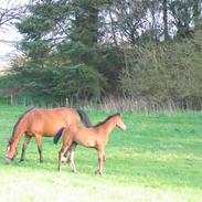 Dansk Varmblod Kirkelodgaards Chascha