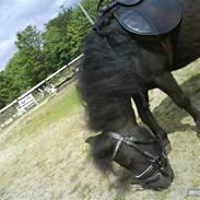 Shetlænder pippi