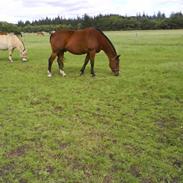 Anden særlig race Scirocco*Jeg rider ik mer