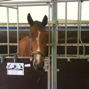 Anden særlig race Scirocco*Jeg rider ik mer