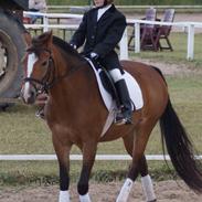 Anden særlig race Bella Donna