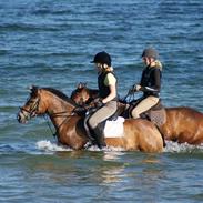 Anden særlig race Bella Donna