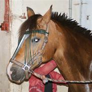 Anden særlig race Bella Donna