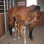 Anden særlig race Chiquita