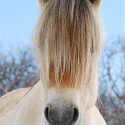 Fjordhest Dana Kjærgaard