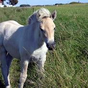 Fjordhest Dana Kjærgaard