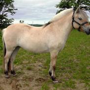 Fjordhest Dana Kjærgaard