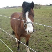 Anden særlig race Zoffi