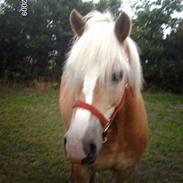 Haflinger Junker/Nr. skotlands Mead