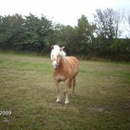 Haflinger Junker/Nr. skotlands Mead