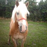 Haflinger Junker/Nr. skotlands Mead