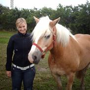 Haflinger Junker/Nr. skotlands Mead