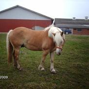 Haflinger Junker/Nr. skotlands Mead