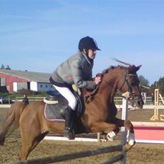 Welsh Pony af Cob-type (sec C) Ysselvliedts Gipsy Boy