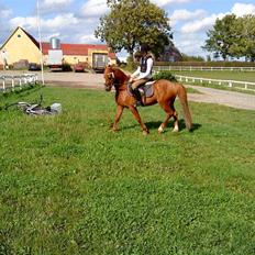 Welsh Pony af Cob-type (sec C) Ysselvliedts Gipsy Boy