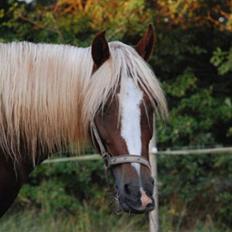 Anden særlig race Sokata (SOLGT)